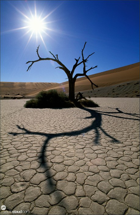 Dead Acacia Tree and sun in Hidden Vlei pan, Namib Desert, Namibia