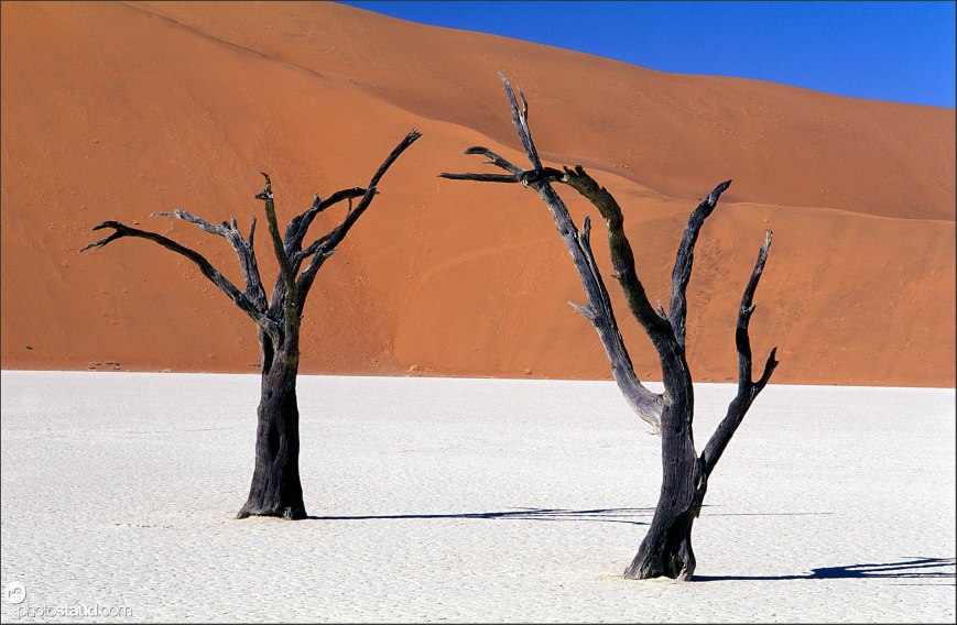 Surreal landscape of the Namib Desert Acacia Trees in the Deadvlei pan, Namibia